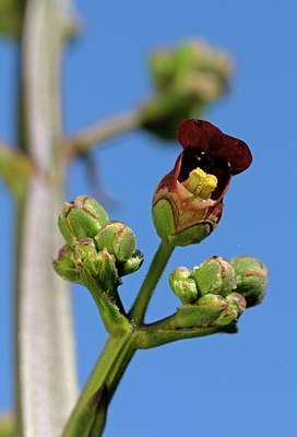 BUITEN BEELD Foto: 175821