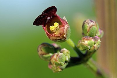 BUITEN BEELD Foto: 175822