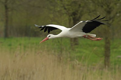 BUITEN BEELD Foto: 175857