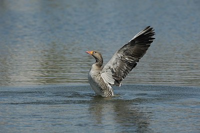 BUITEN BEELD Foto: 175904
