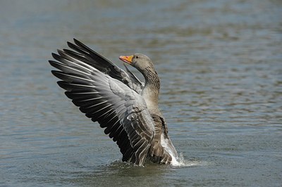 BUITEN BEELD Foto: 175905