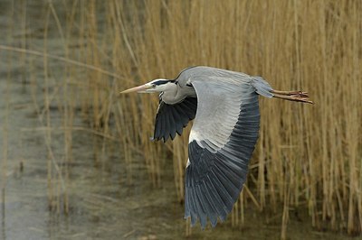 BUITEN BEELD Foto: 175908