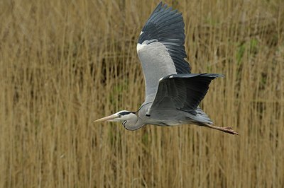 BUITEN BEELD Foto: 175909