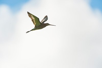 BUITEN BEELD Foto: 175913