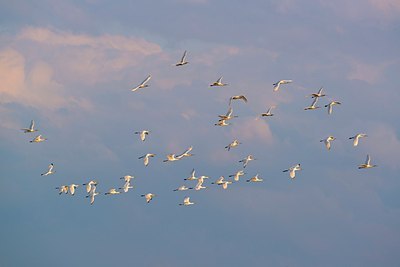BUITEN BEELD Foto: 175920