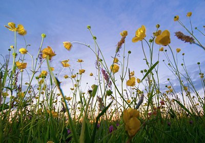 BUITEN BEELD Foto: 175931