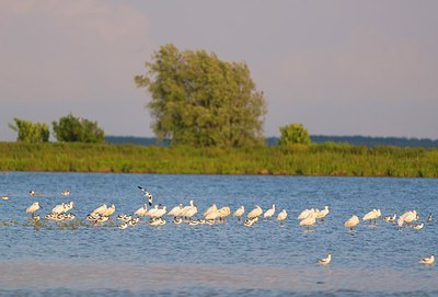 BUITEN BEELD Foto: 175957