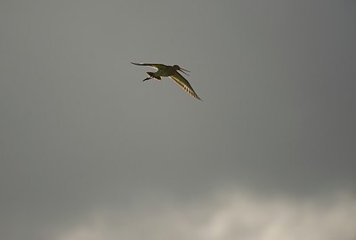 BUITEN BEELD Foto: 176011