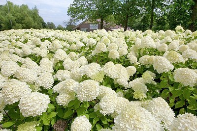 BUITEN BEELD Foto: 176024