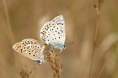 BUITEN BEELD Foto: 176060