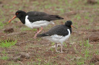 BUITEN BEELD Foto: 176065
