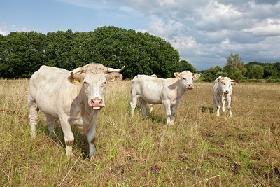 BUITEN BEELD Foto: 176096