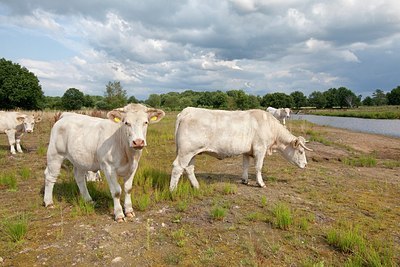 BUITEN BEELD Foto: 176099