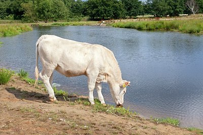 BUITEN BEELD Foto: 176102