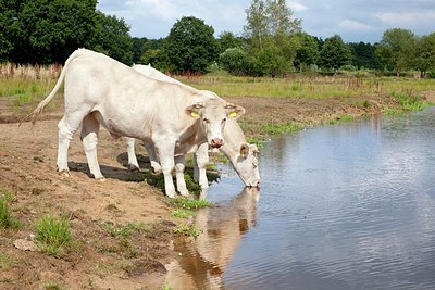 BUITEN BEELD Foto: 176104