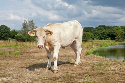 BUITEN BEELD Foto: 176106