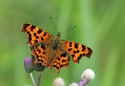 BUITEN BEELD Foto: 176110