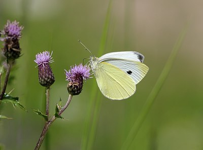BUITEN BEELD Foto: 176111