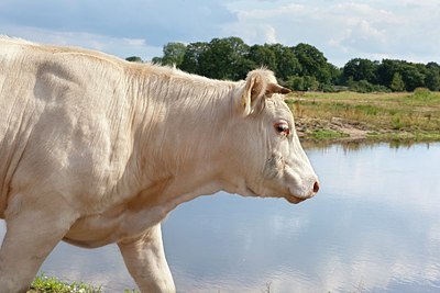 BUITEN BEELD Foto: 176112