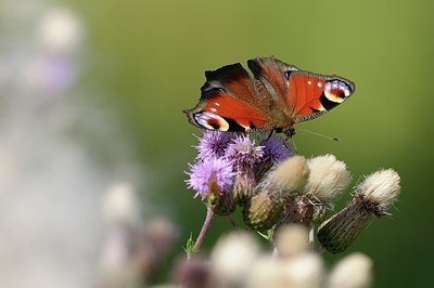 BUITEN BEELD Foto: 176115