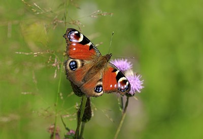 BUITEN BEELD Foto: 176117