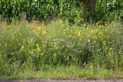 BUITEN BEELD Foto: 176133