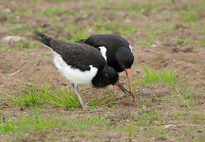 BUITEN BEELD Foto: 176138