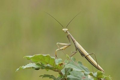 BUITEN BEELD Foto: 176154