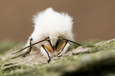 BUITEN BEELD Foto: 176161