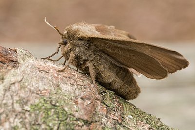 BUITEN BEELD Foto: 176163