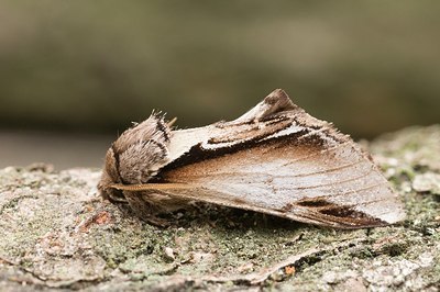 BUITEN BEELD Foto: 176165