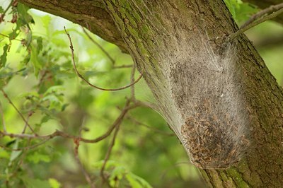 BUITEN BEELD Foto: 176178