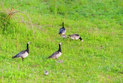 BUITEN BEELD Foto: 176204