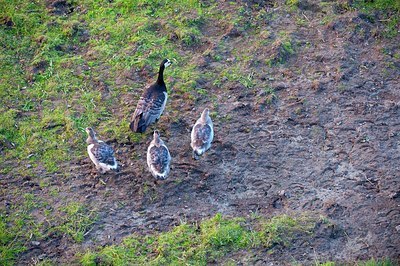 BUITEN BEELD Foto: 176211