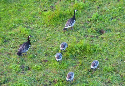 BUITEN BEELD Foto: 176221