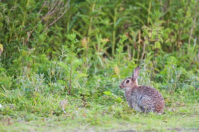 BUITEN BEELD Foto: 176223