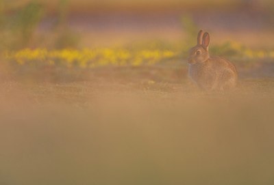 BUITEN BEELD Foto: 176244