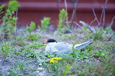 BUITEN BEELD Foto: 176248