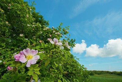 BUITEN BEELD Foto: 176250