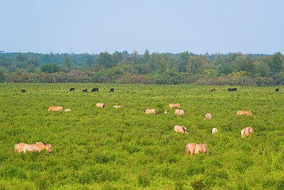 BUITEN BEELD Foto: 176253