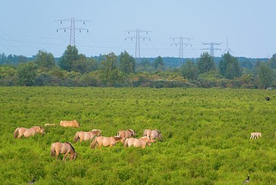 BUITEN BEELD Foto: 176259