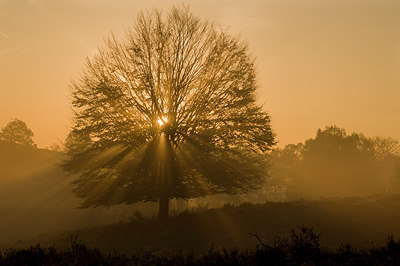 BUITEN BEELD Foto: 176291