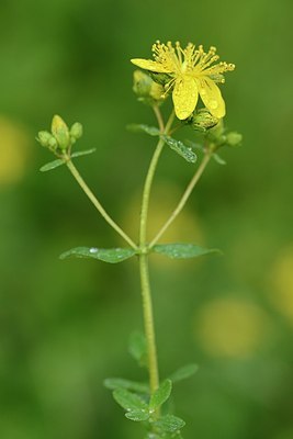 BUITEN BEELD Foto: 176316