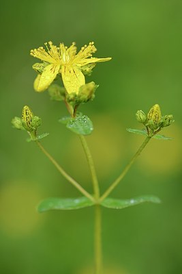 BUITEN BEELD Foto: 176317