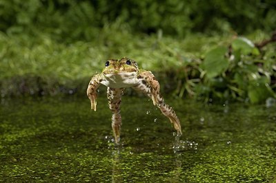 BUITEN BEELD Foto: 176322