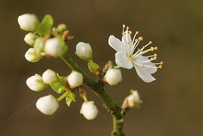 BUITEN BEELD Foto: 176332