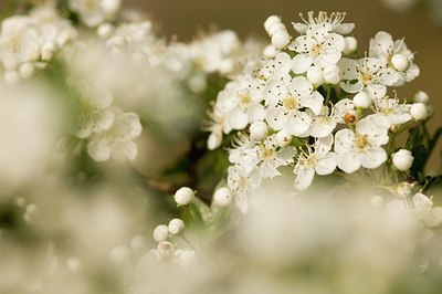 BUITEN BEELD Foto: 176351