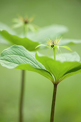 BUITEN BEELD Foto: 176353