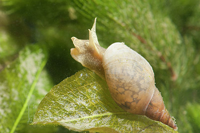BUITEN BEELD Foto: 176373