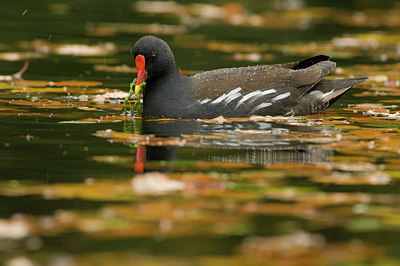 BUITEN BEELD Foto: 176379